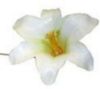 Picture of PLASTIC HARISSI LILY X 100 WHITE