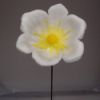 Picture of PLASTIC CHRISTMAS ROSE X 100 WHITE