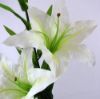 Picture of 84cm CASABLANCA LILY SPRAY CREAM X 24pcs (KNOCK DOWN PACKAGING - HEADS NEED ATTACHING)