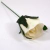 Picture of 24cm TIGHT ROSEBUD IVORY X 72pcs