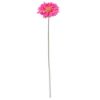 Picture of SINGLE GERBERA 21 INCH HOT PINK