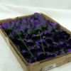 Picture of 24cm TIGHT ROSEBUD CAD PURPLE X 72pcs