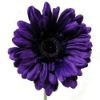 Picture of SINGLE GERBERA 21 INCH CAD PURPLE