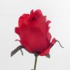 Picture of 66cm SINGLE PERFECT ROSEBUD RED