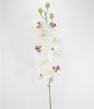 Picture of 106cm JAPANESE ORCHID SPRAY CREAM