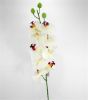 Picture of 106cm JAPANESE ORCHID SPRAY CREAM