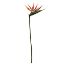 Picture of 90cm BIRD OF PARADISE ORANGE