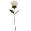 Picture of 69cm SINGLE HYDRANGEA CREAM
