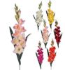 Picture of 96cm LARGE GLADIOLUS SPRAY CREAM