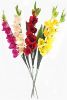 Picture of 96cm LARGE GLADIOLUS SPRAY RED