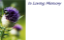 Picture of GREETING CARDS X 50 IN LOVING MEMORY - THISTLE PURPLE