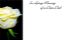 Picture of GREETING CARDS X 50 IN LOVING MEMORY OF A DEAR DAD - ROSE CREAM