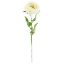 Picture of 75cm CHLOE ENGLISH OPEN ROSE IVORY