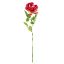 Picture of 75cm CHLOE ENGLISH OPEN ROSE BEAUTY