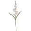 Picture of 60cm GLADIOLUS SPRAY CREAM