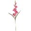 Picture of 60cm GLADIOLUS SPRAY PINK