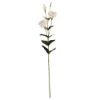 Picture of 84cm LISIANTHUS (EUSTOMA) SPRAY IVORY