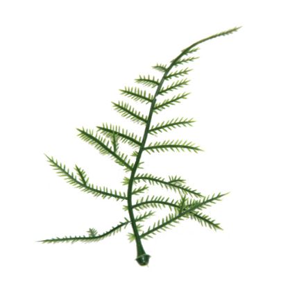 Picture of PLASTIC ASPARAGUS FERN LEAF DARK GREEN X 100pcs