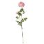Picture of 70cm RANUNCULUS SPRAY PINK