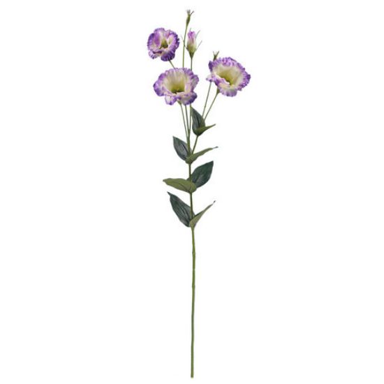 Picture of 87cm LISIANTHUS (EUSTOMA) SPRAY CREAM/PURPLE