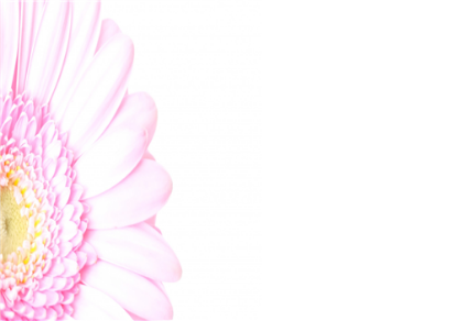 Picture of LARGE GREETING CARDS X 12 (NO MESSAGE) PINK GERBERA