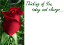 Picture of LARGE GREETING CARDS X 12 THINKING OF YOU TODAY AND ALWAYS...