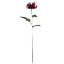 Picture of 75cm PROTEA DARK RED
