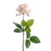 Picture of 75cm REAL TOUCH LARGE OPEN ROSE CREAM WITH TOUCH OF PINK