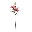 Picture of 66cm LILY SPRAY IVORY/RED X 12pcs