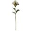 Picture of 82cm ALSTROEMERIA SPRAY IVORY