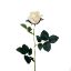 Picture of SINGLE ROSEBUD IVORY/CREAM