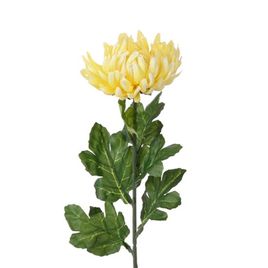 Picture of SINGLE LARGE CHRYSANTHEMUM YELLOW