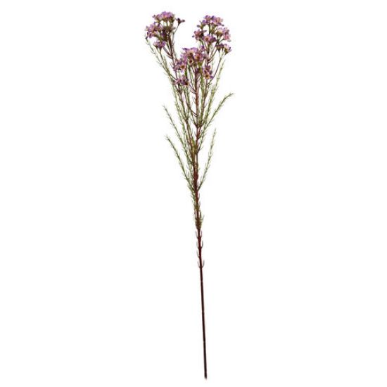 Picture of 79cm WAXFLOWER SPRAY PURPLE/CREAM