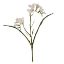 Picture of 56cm FREESIA SPRAY IVORY