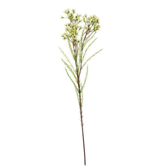 Picture of 79cm WAXFLOWER SPRAY CREAM