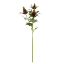 Picture of 67cm ERYNGIUM (SEA HOLLY) SPRAY RED/GREEN