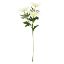 Picture of 67cm WILD ERYNGIUM (SEA HOLLY) SPRAY IVORY