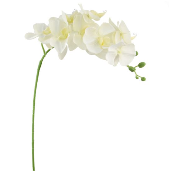 Picture of 105cm PHALAENOPSIS ORCHID SPRAY IVORY