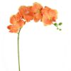 Picture of 105cm PHALAENOPSIS ORCHID SPRAY ORANGE