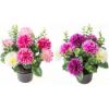 Picture of CEMETERY POT WITH CHRYSANTHEMUM AND EUCALYPTUS ASSORTED X 12pcs