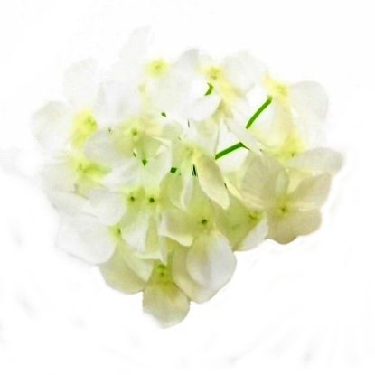 Picture of 12cm HYDRANGEA FLOWER HEAD IVORY X 100pcs