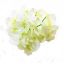 Picture of 12cm HYDRANGEA FLOWER HEAD IVORY X 100pcs