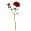 Picture of 51cm RANUNCULUS SPRAY RED