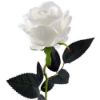 Picture of 52cm SINGLE LARGE VELVET TOUCH OPEN ROSE IVORY