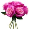 Picture of 25cm LARGE OPEN ROSE BUNDLE (BUNDLE OF 7) PINK