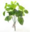 Picture of 33cm FITTONIA BUSH GREEN