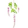 Picture of BEAN FLOWER TRAIL FUCHSIA X 6pcs