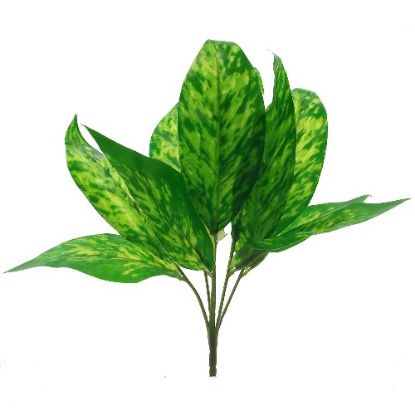 Picture of 29cm DIEFFENBACHIA BUSH GREEN