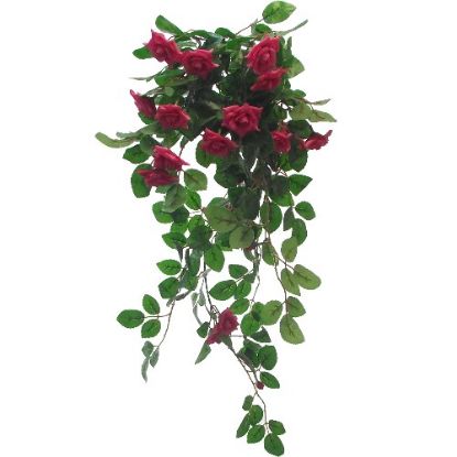 Picture of TRAILING MINI ROSE BUSH HOT PINK