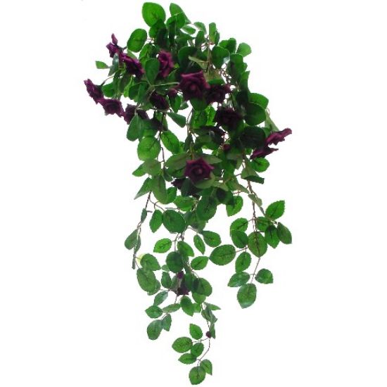 Picture of TRAILING MINI ROSE BUSH PURPLE